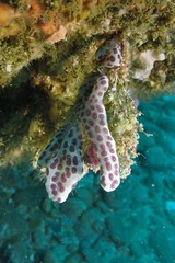 Botrylloides perspicuus