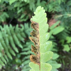 Chirosia filicis