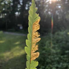 Chirosia filicis