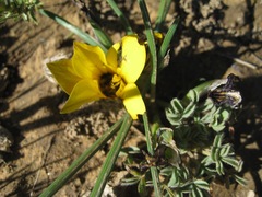Romulea luteoflora