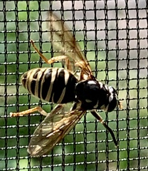 Temnostoma excentrica