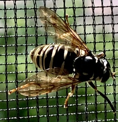 Temnostoma excentrica