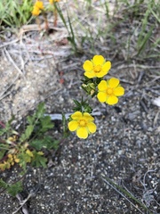 Potentilla pensylvanica
