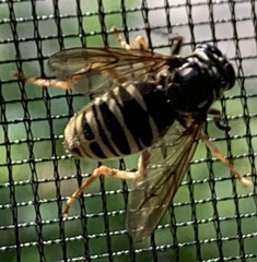 Temnostoma excentrica