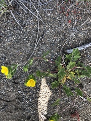 Potentilla pensylvanica