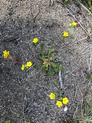 Potentilla pensylvanica