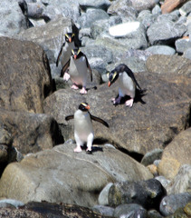 Eudyptes pachyrhynchus