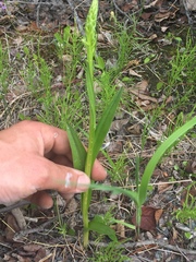 Platanthera aquilonis