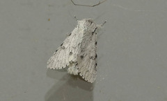 Acronicta vulpina