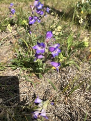 Penstemon gormanii