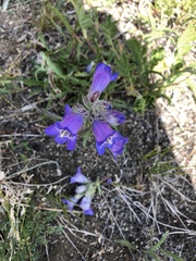 Penstemon gormanii