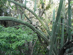 Praecereus euchlorus