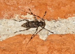Graphisurus fasciatus