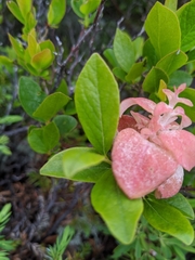 Exobasidium vaccinii