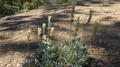 Lupinus peirsonii