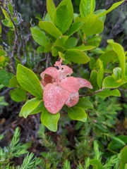 Exobasidium vaccinii