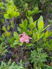 Exobasidium vaccinii