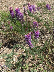 Astragalus bisulcatus