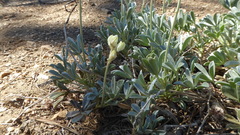 Lupinus peirsonii