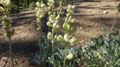 Lupinus peirsonii