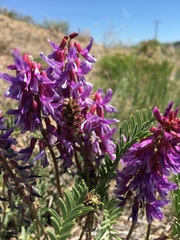 Astragalus bisulcatus