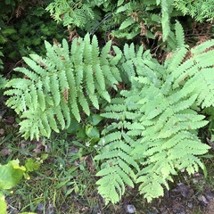 Chirosia filicis