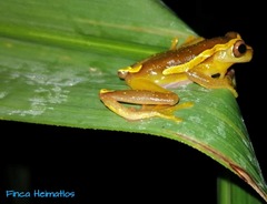 Dendropsophus bifurcus