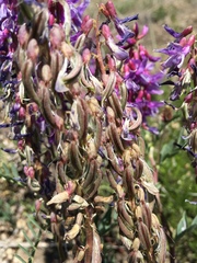 Astragalus bisulcatus