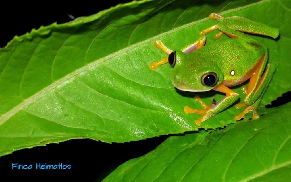 Amazonian Monkey Frog