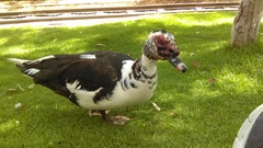 Cairina moschata domestica