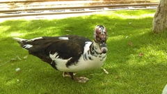 Cairina moschata domestica