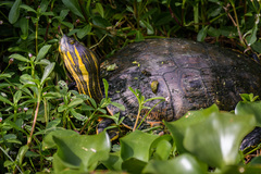Trachemys venusta iversoni