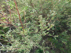 Dalea minutifolia