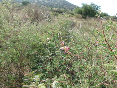 Dalea minutifolia