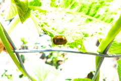 Epilachna varivestis