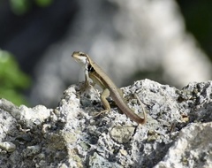 Leiocephalus macropus