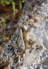 Leiocephalus macropus