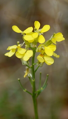 Erysimum asperum