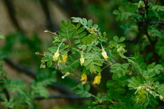 Caragana arborescens