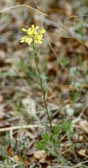 Erysimum asperum