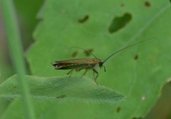 Ectobius lapponicus
