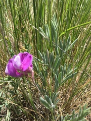 Lathyrus polymorphus incanus