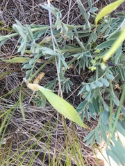Lathyrus polymorphus incanus