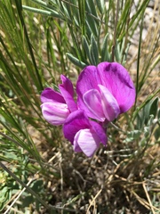 Lathyrus polymorphus incanus
