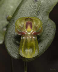 Pleurothallis octavioi
