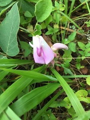 Canavalia septentrionalis