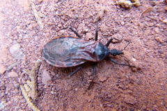 Triatoma rubida