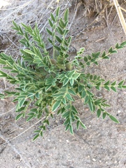 Astragalus lotiflorus
