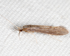 Leptocerus americanus