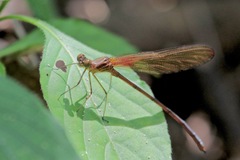 Hetaerina rosea